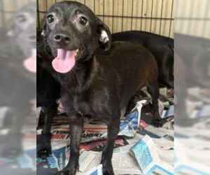 Dachshund-Labrador Retriever Mix Dogs for adoption in Virginia Beach, VA, USA