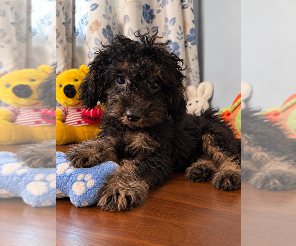 Medium Photo #10 Yorkipoo Puppy For Sale in DURHAM, CT, USA