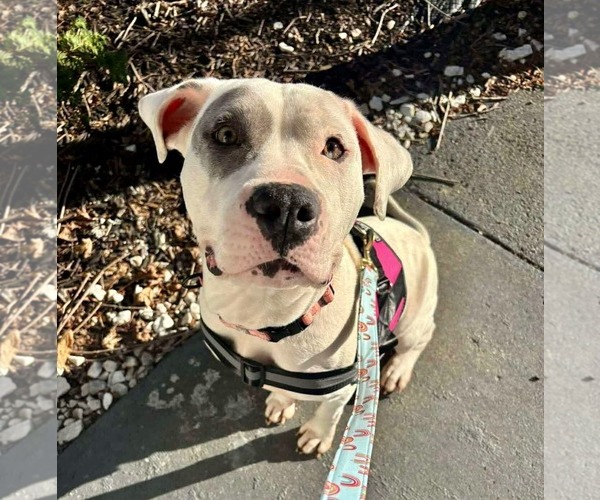 Medium Photo #3 American Bulldog-Unknown Mix Puppy For Sale in Germantown, OH, USA