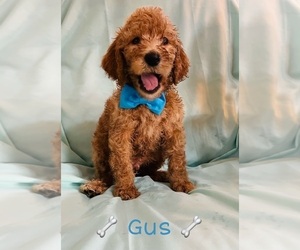 Poodle (Standard) Puppy for sale in GILBERT, AZ, USA