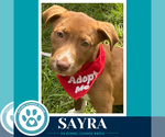 Small #6 Labrador Retriever Mix