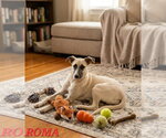 Small #4 Black Mouth Cur