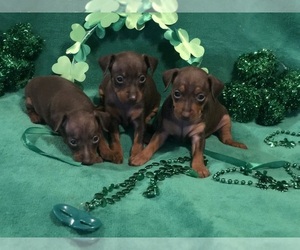 Miniature Pinscher Puppy for Sale in WINSTON SALEM, North Carolina USA