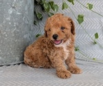 Puppy Cooper Poodle (Toy)