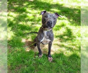 American Pit Bull Terrier-Unknown Mix Dogs for adoption in Akron, OH, USA