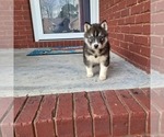 Small Photo #2 Siberian Husky Puppy For Sale in CROSSVILLE, AL, USA