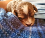 Small #31 Bernedoodle (Miniature)