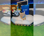 Prince - Male French Bulldog Puppy for Sale - Photo #10