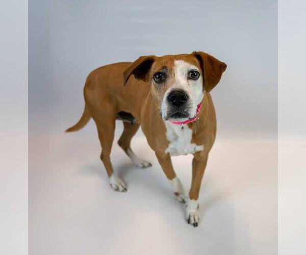 Medium Photo #7 Mutt Puppy For Sale in Kennesaw, GA, USA