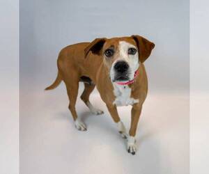 Mama - Female Mutt Dog for Adoption - Photo #7