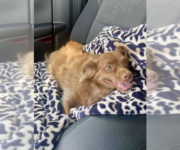 Medium Photo #3 Chiweenie Puppy For Sale in Texarkana, TX, USA
