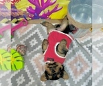 Small #5 Yorkshire Terrier