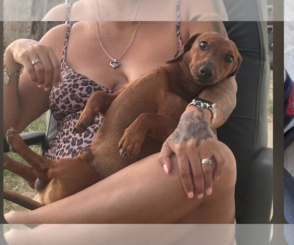 Medium Photo #1 Dachshund Puppy For Sale in Los Angeles, CA, USA