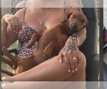Small Dachshund