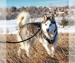 Small Photo #3 Siberian Husky Puppy For Sale in Omaha, NE, USA