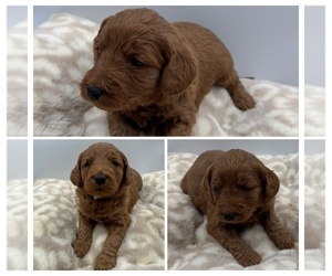 Medium Goldendoodle mix (+ Poodle Miniature)