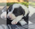 Puppy Puppy 3 Moe Border Collie