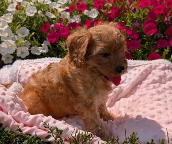 Medium Photo #47 Cavapoo Puppy For Sale in GOSHEN, IN, USA
