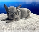 Small Photo #7 French Bulldog Puppy For Sale in BEVERLY HILLS, CA, USA
