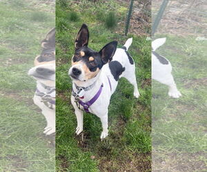 Rat Terrier Dog for Adoption in Bellevue, Washington USA