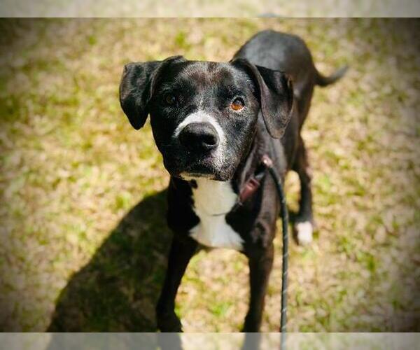Medium Photo #2 Labrador Retriever-Unknown Mix Puppy For Sale in Orlando, FL, USA