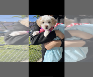 Maltipoo Puppy for Sale in HAYWARD, California USA