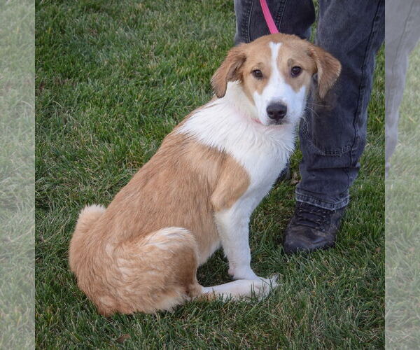 Medium Photo #3 Great Pyrenees-Unknown Mix Puppy For Sale in Huntley, IL, USA