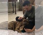 Small #14 Chinese Shar-Pei Mix
