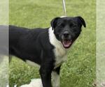 Small Labrador Retriever Mix