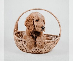 Goldendoodle Puppy for sale in FARMVILLE, VA, USA
