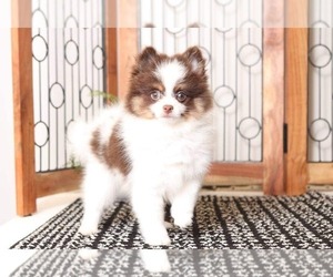 Pomeranian Puppy for sale in NAPLES, FL, USA
