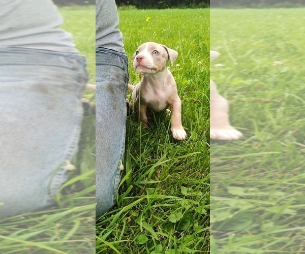 Medium Photo #5 American Bully Puppy For Sale in COUDERSPORT, PA, USA