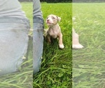 Small #2 American Bully