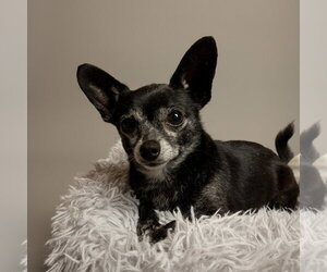 Chihuahua-Unknown Mix Dogs for adoption in Rowlett, TX, USA
