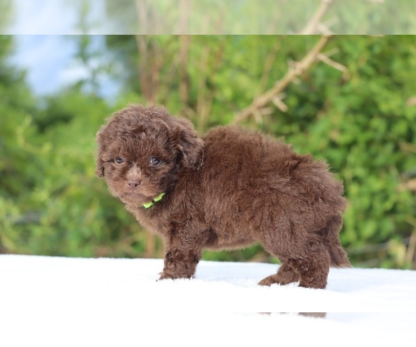 Medium Photo #3 ShihPoo Puppy For Sale in DYERSBURG, TN, USA