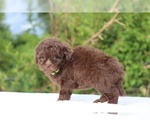 Small #2 ShihPoo