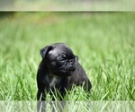 Small #6 Pug