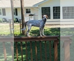 Small Photo #2 Australian Cattle Dog-Beagle Mix Puppy For Sale in PEORIA, IL, USA