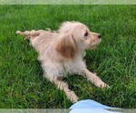 Small Photo #4 Cavachon Puppy For Sale in FREDERICKSBURG, OH, USA