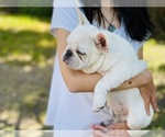 Small Photo #3 French Bulldog Puppy For Sale in FREMONT, CA, USA