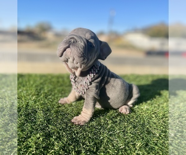 Medium Photo #1 French Bulldog Puppy For Sale in ATLANTA, GA, USA