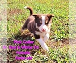 Puppy Pink Collar Border Collie