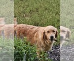 Small Photo #1 Golden Retriever Puppy For Sale in CANON, GA, USA