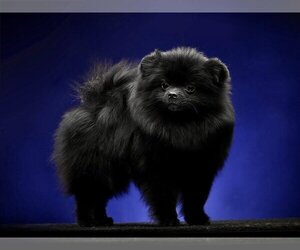 Pomeranian Puppy for sale in Moscow, Moscow, Russia