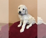 Small Photo #1 Goldendoodle-Poodle (Standard) Mix Puppy For Sale in WASHINGTON, IA, USA