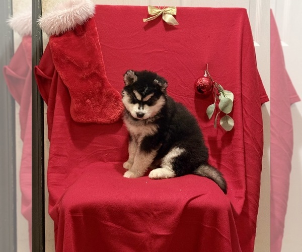 Medium Photo #4 Siberian Husky Puppy For Sale in ALTON, IL, USA