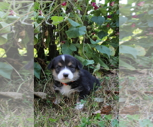 Pembroke Welsh Corgi Puppy for sale in FAIR GROVE, MO, USA