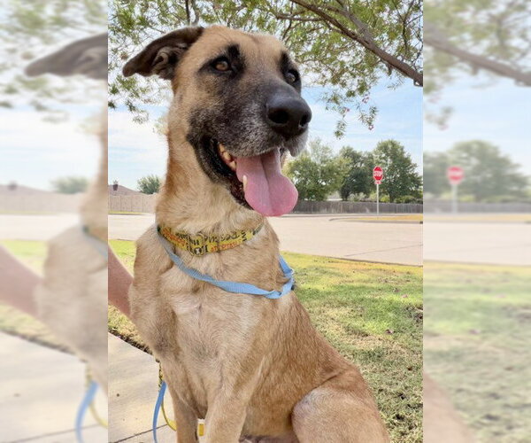 Medium Photo #3 German Shepherd Dog-Unknown Mix Puppy For Sale in Grand Prairie, TX, USA