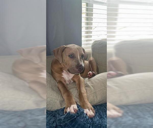 Medium Photo #1 Staffordshire Bull Terrier Puppy For Sale in San Antonio, TX, USA