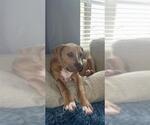 Small Staffordshire Bull Terrier